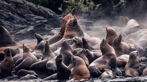 x ビデオ 痴漢|Girls Chased by Sea Lions in La Jolla After Getting Too Close .